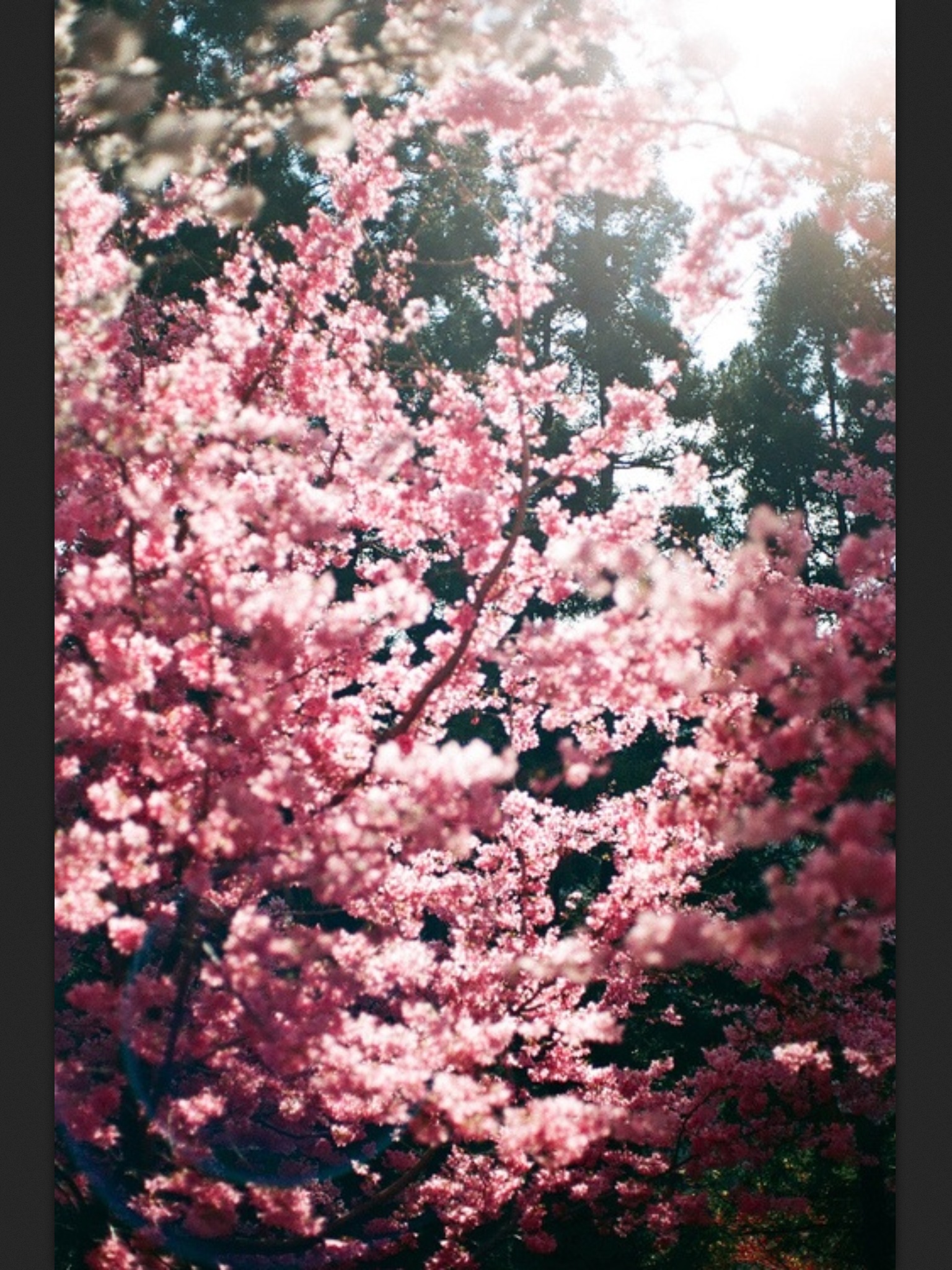 Аватары Sakura Haruno / Сакура Харуно Аватары Sakura Haruno / Сакура Харуно
