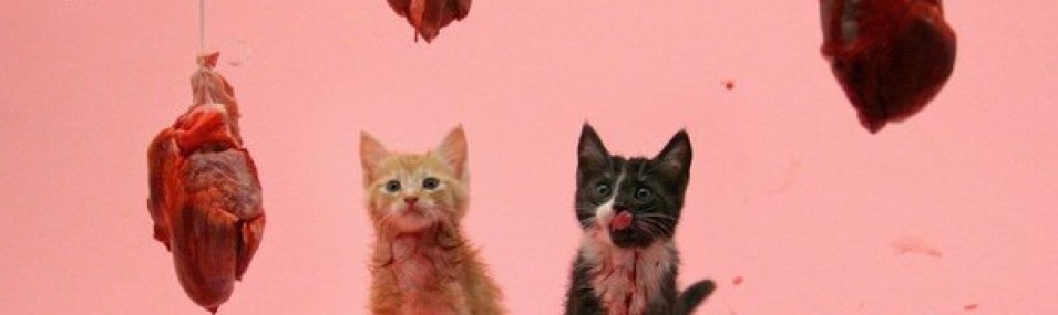 Издевательство над котенком мурманской. Местные котики. Живодер сьел сердце котëнка оригинал. Котенок съел арбуз. Спасение кота на 21 день турция.