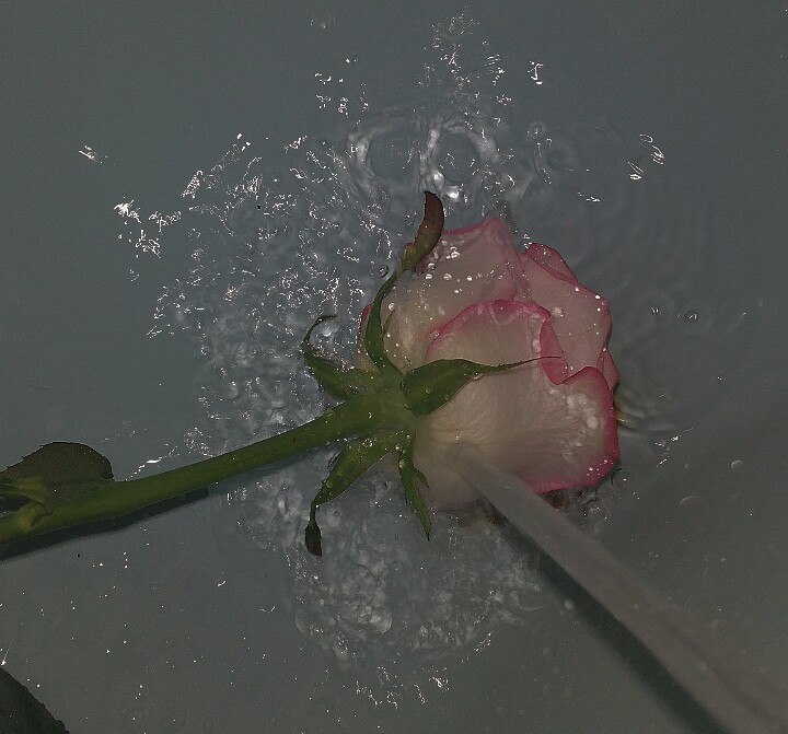 Розы в горячую воду. Розы в воде Эстетика. Розы в воде. Маленькие цветочки у воды.