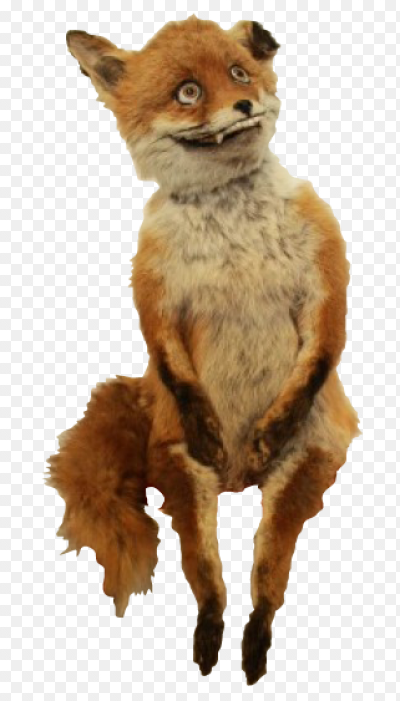 Потрепанная лиса картинка