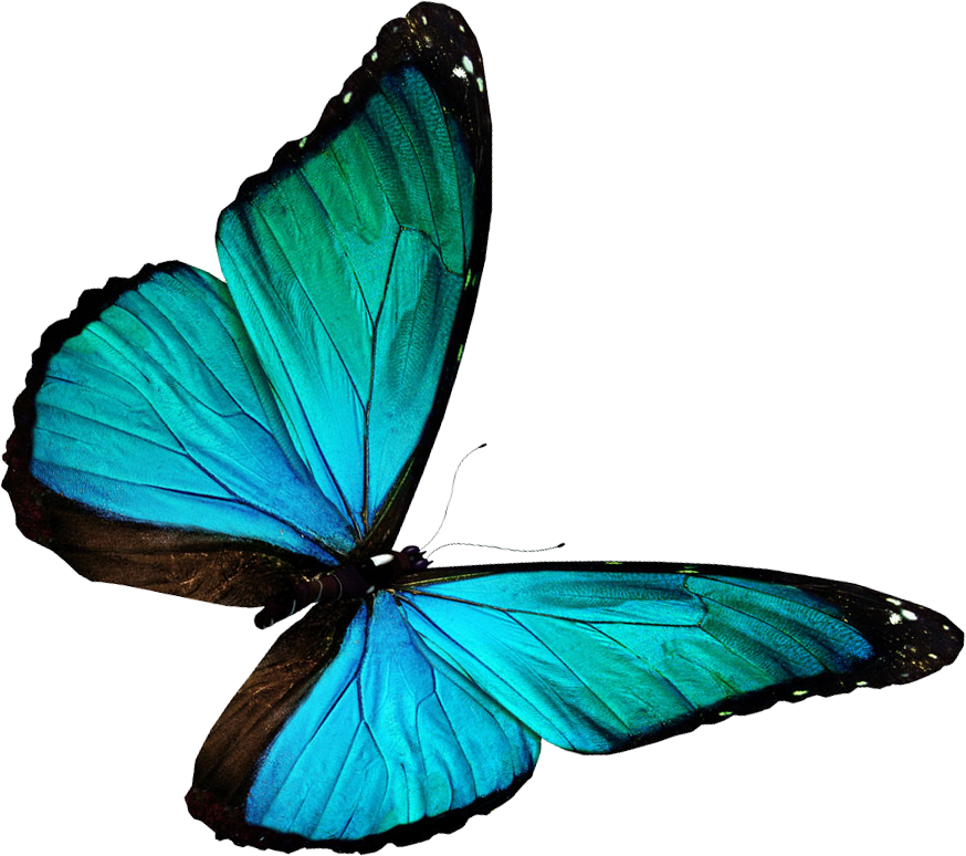 Бабачкина прозрачном фоне. Бабочки для фотошопа. Красивые бабочки на прозрачном фоне. Бирюзовые бабочки. Прозрачная бабочка пнг