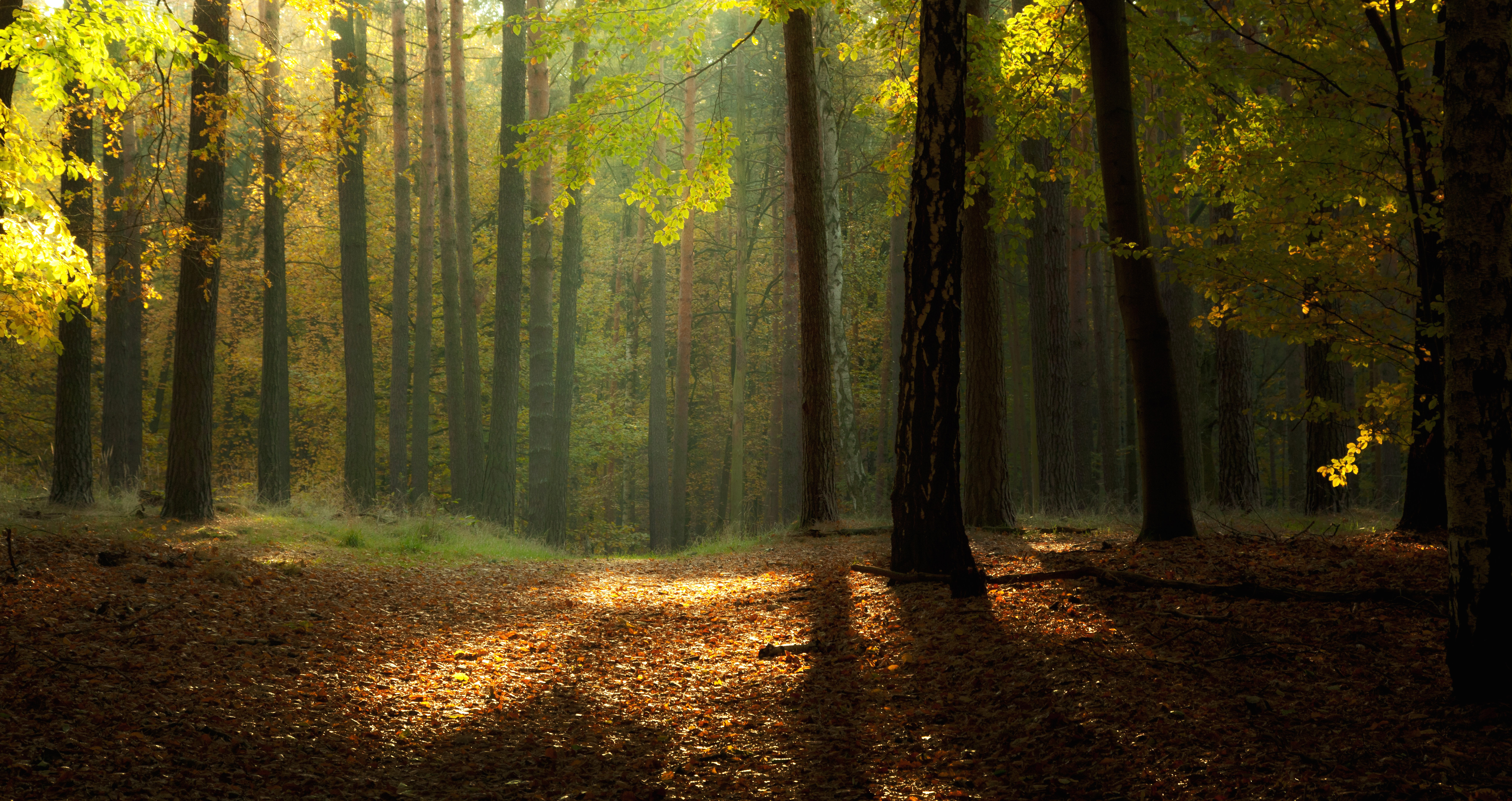 Фон лес днем. Красивые леса. Фон леса. Природа лес. Осень в лесу.