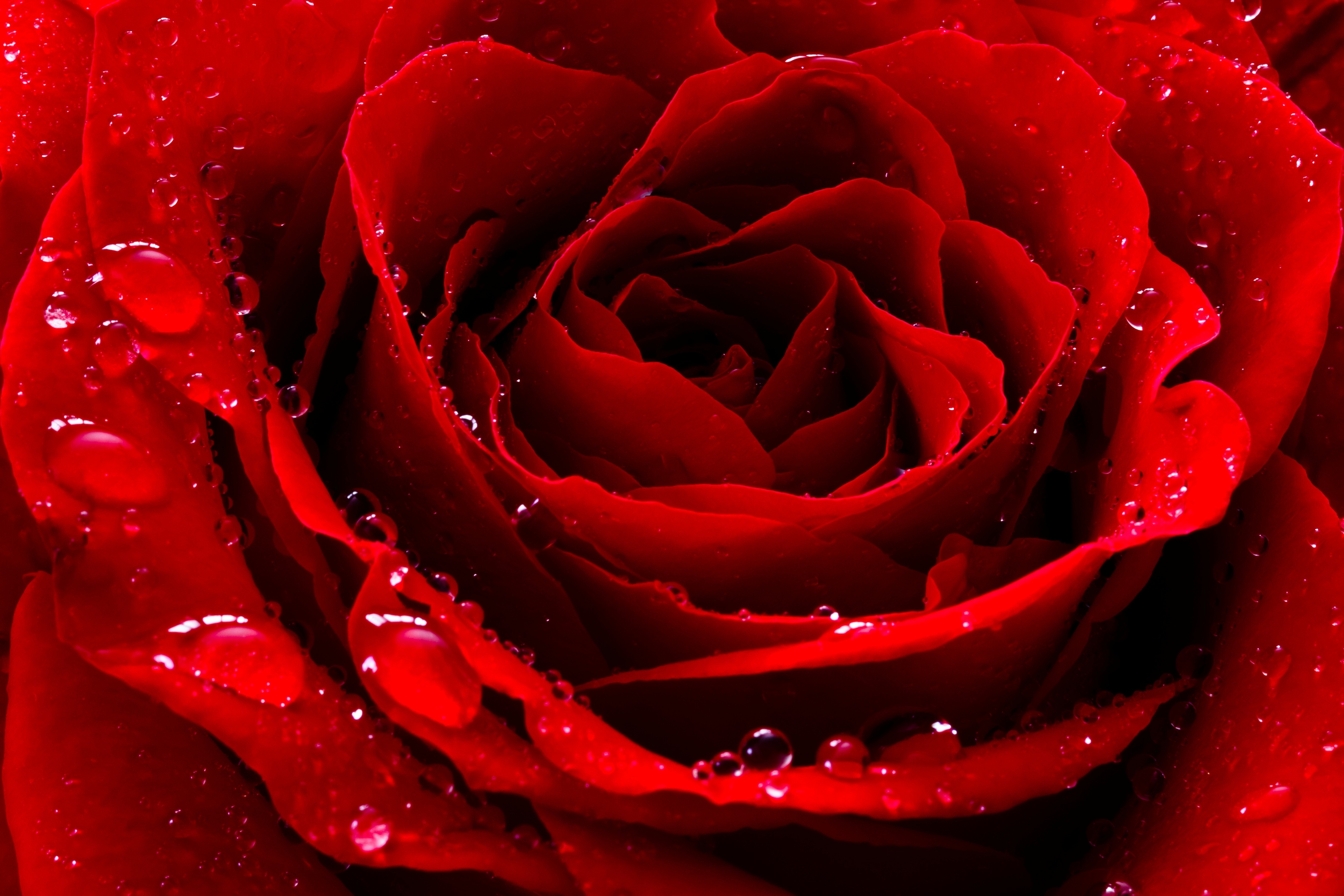 Красненький красная красная. Красный цветок. Цветы розы. Красивые красные розы. Цветы красного цвета.