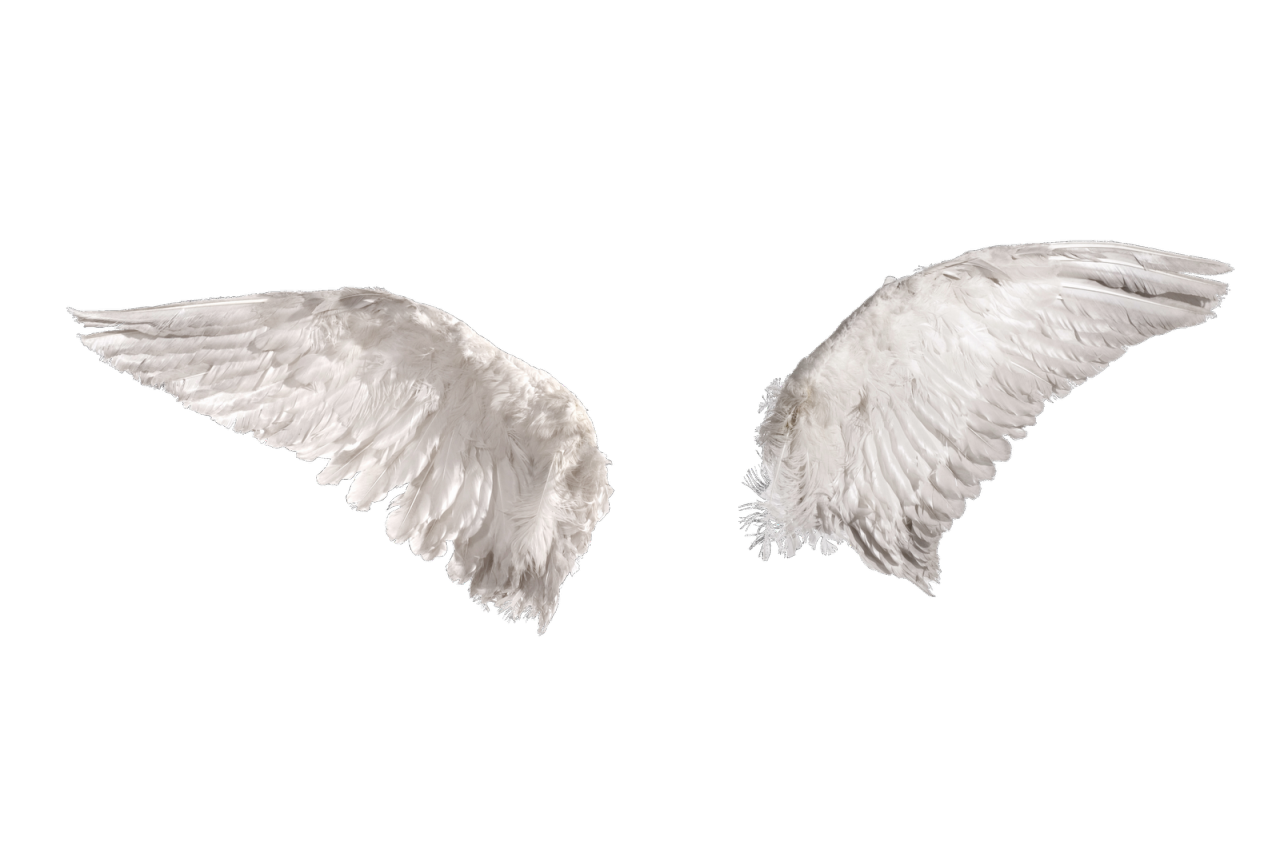 Друзей крыльев без что. Крылья ангела. Крылья ангела на белом фоне. Крылья ангела на прозрачном фоне. Фон для фотошопа Крылья.