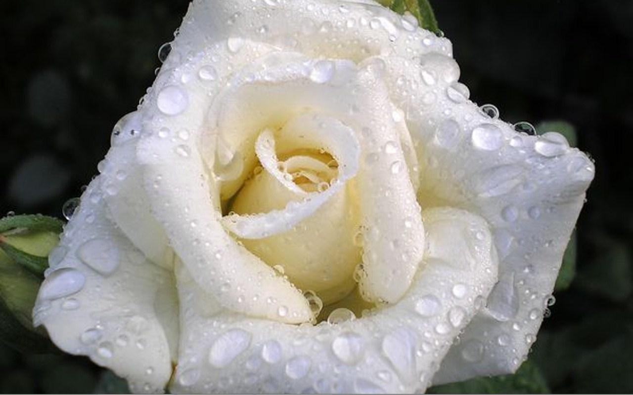 Белые розы кто исполнял