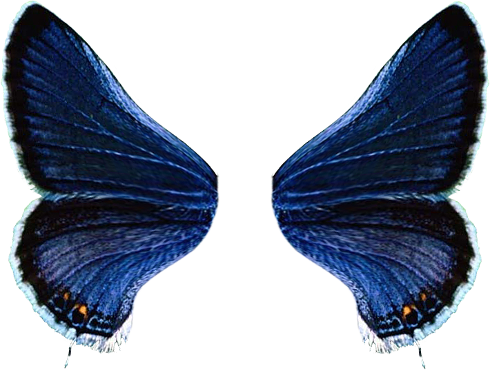 Фантазия бабочки. Крылья бабочки движения. Крылья бабочки. Костюм бабочки взрослый. Синие крылья.