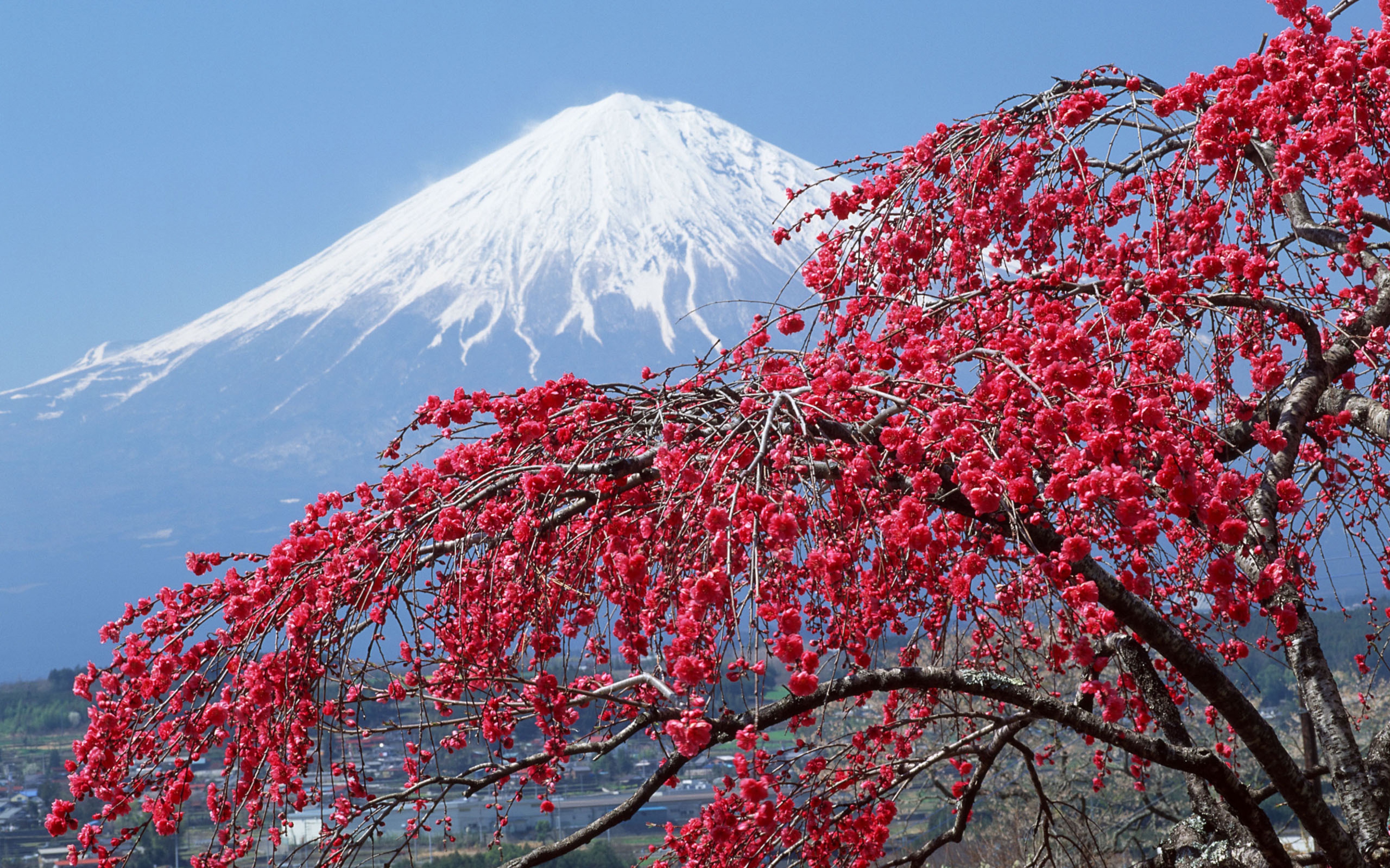Розовые деревья в горах. Япония Сакура и Фудзияма. Токио Фудзияма. Гора Фудзияма в Японии. Киото Фудзияма.