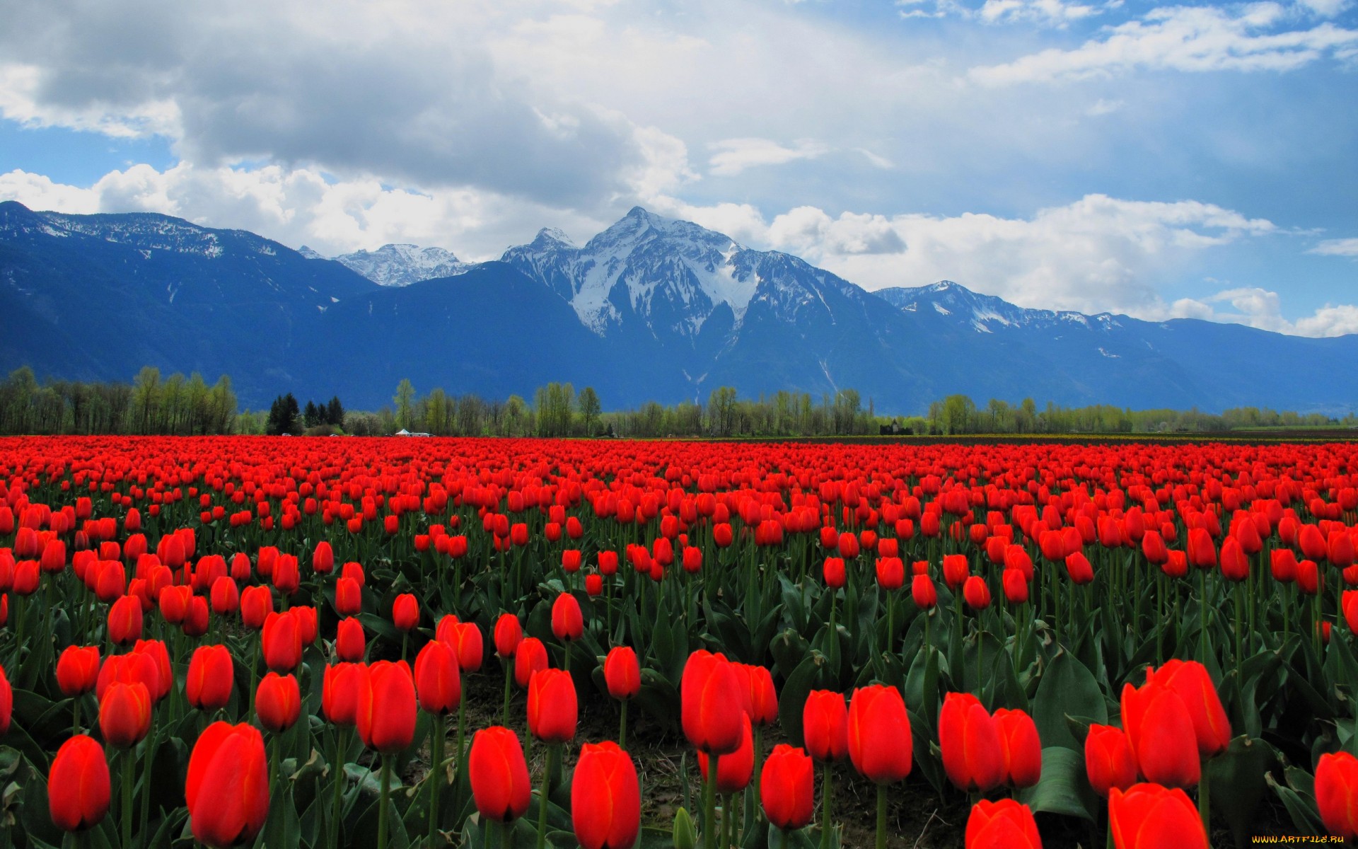 поле красные цветы природа тюльпаны скачать