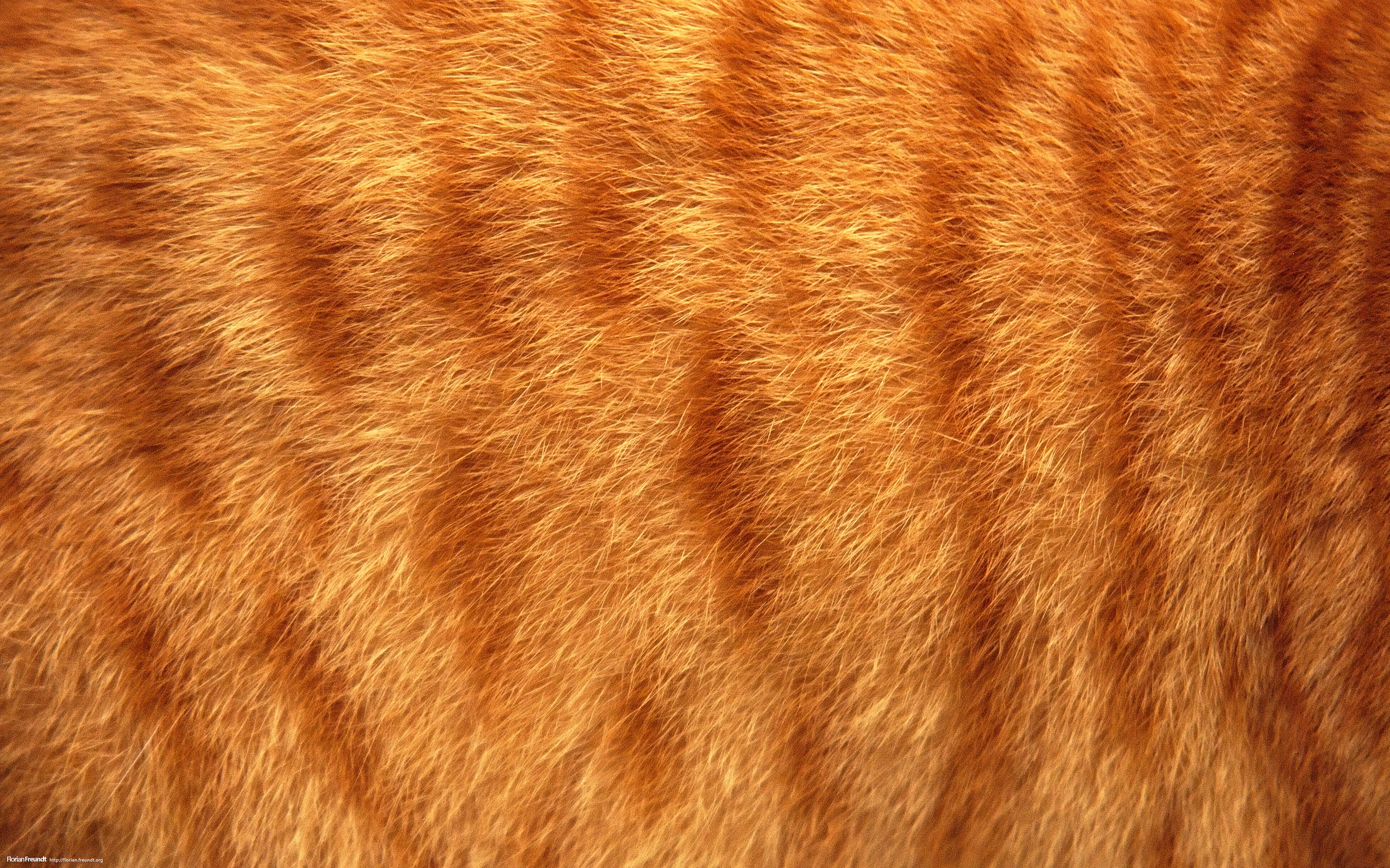 Шерстка. Рыжая шерсть. Текстура шерсти кота. Кошачья шерсть текстура. Мех кота.