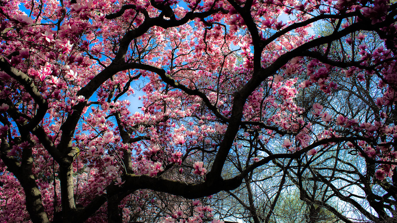 цветение дерево весна загрузить