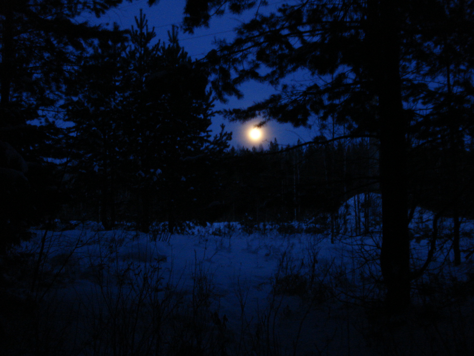 Ночь ночь насколько. Ночной лес. «Ночь в лесу». Сосновый лес ночью. Ночной лес летом.