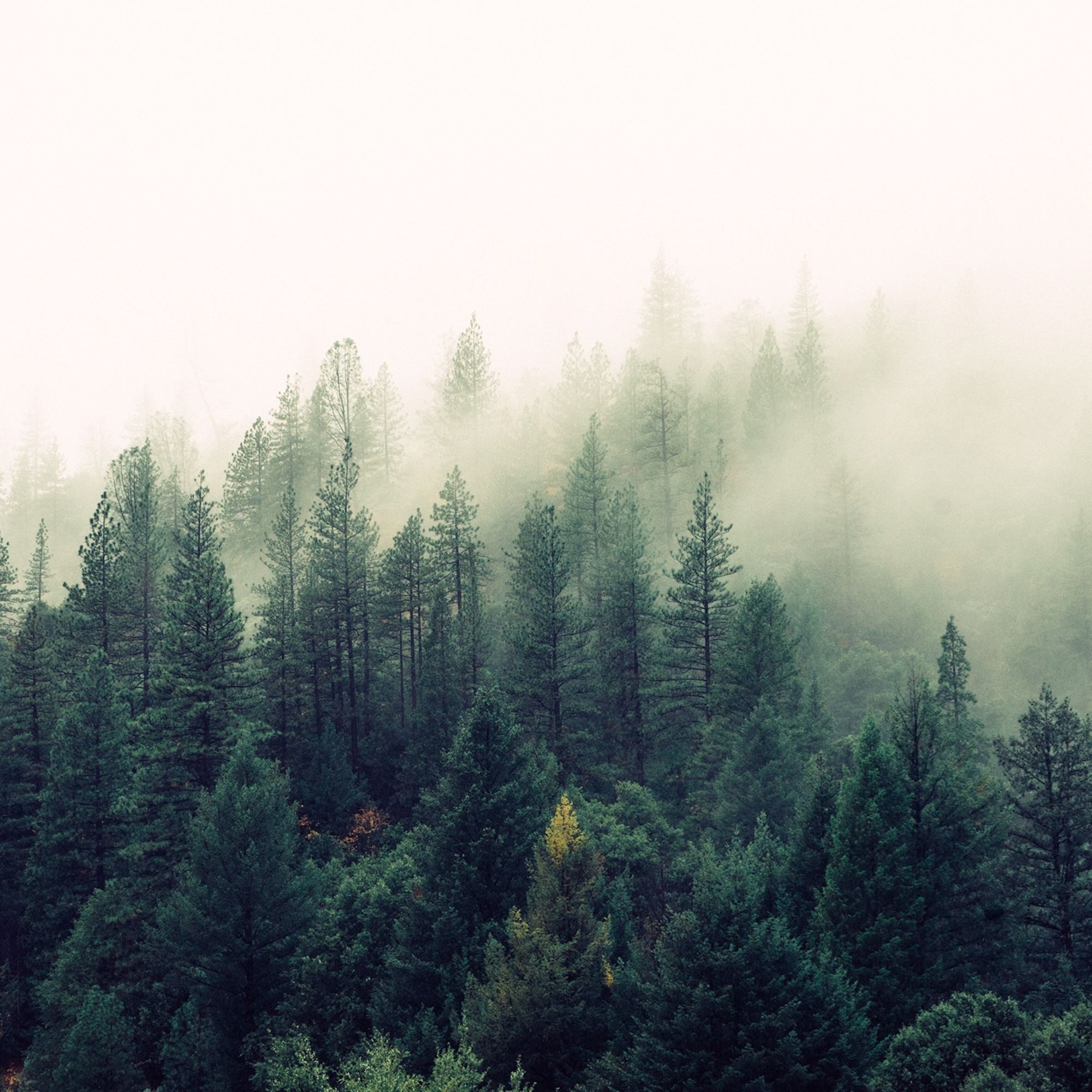 Лес туман холм бесплатно