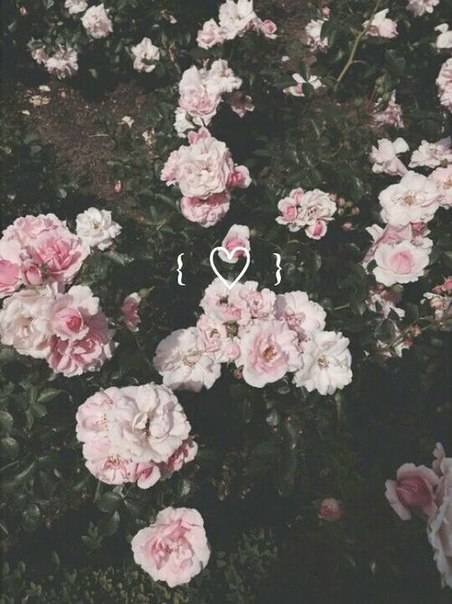 Розы Светлые Фото