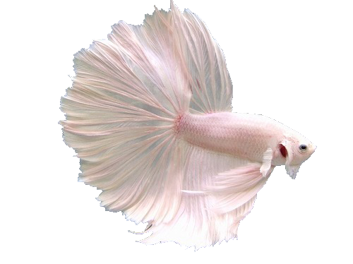 Наклейка розовая рыбка PNG - AVATAN PLUS