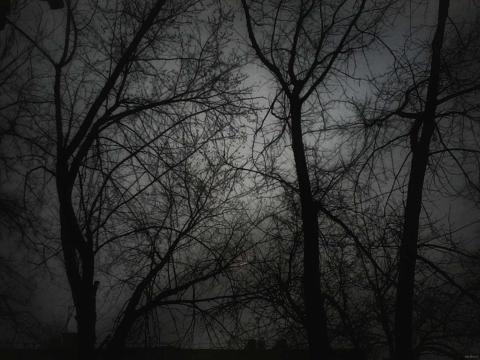 Темный грусть. Грустный фон. Мрачный лес. Мрачный пейзаж. Мрачный фон.