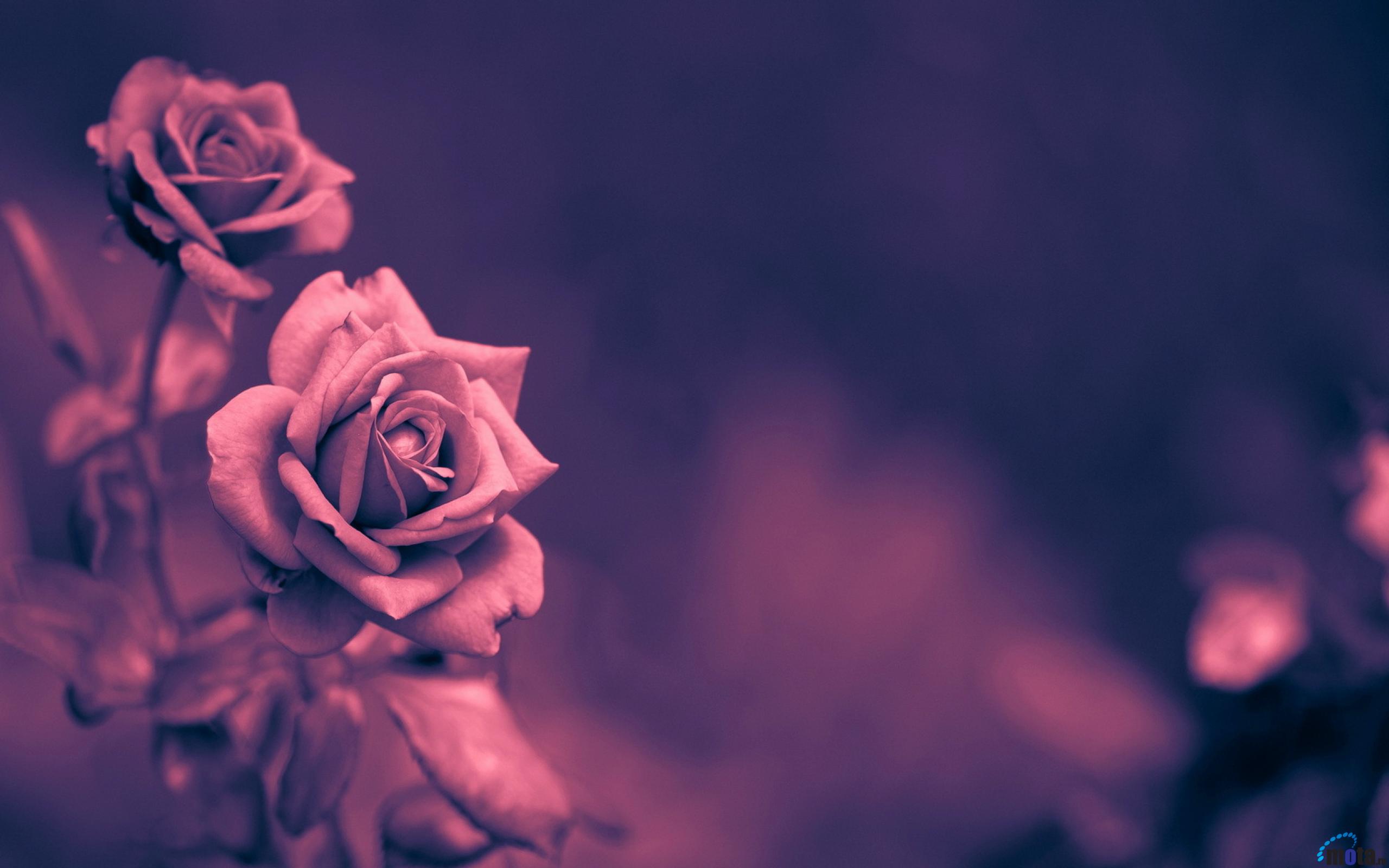 Мудрый цвет. Розы фон. Цветы на темном фоне. Розовые цветы. Стихи про родных и близких людей.