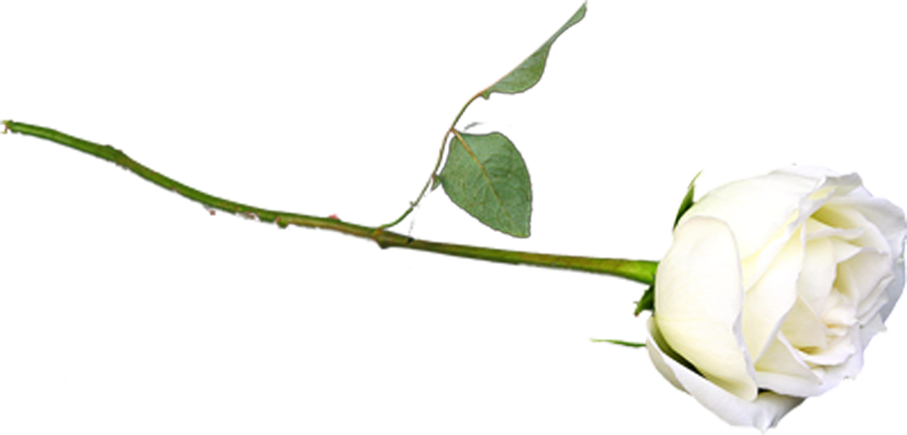 Наклейка белая роза PNG - AVATAN PLUS