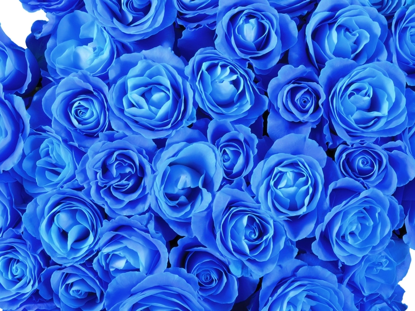 Что означает синие цветы. Букет синих роз "сапфир". Голубые цветы.