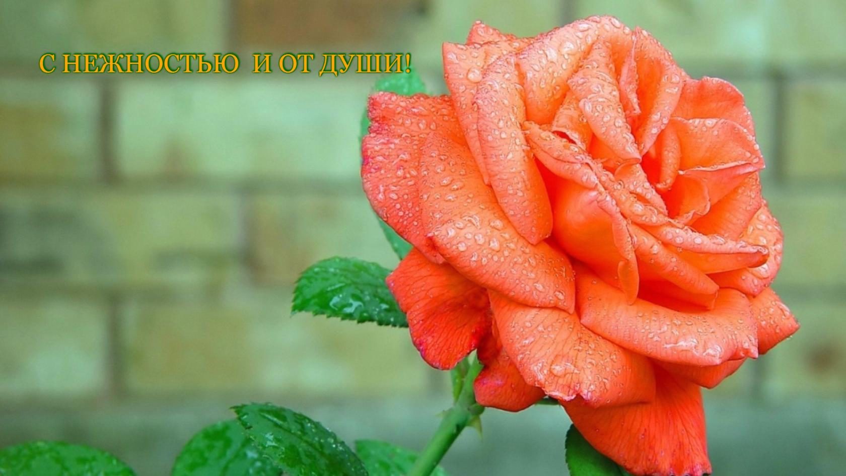 Картинки анимированные розы