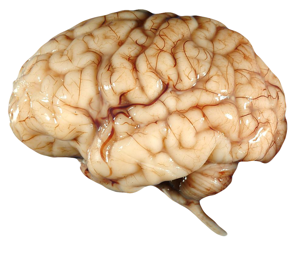 Картинки головного. Головной мозг. Головной мозг настоящий.