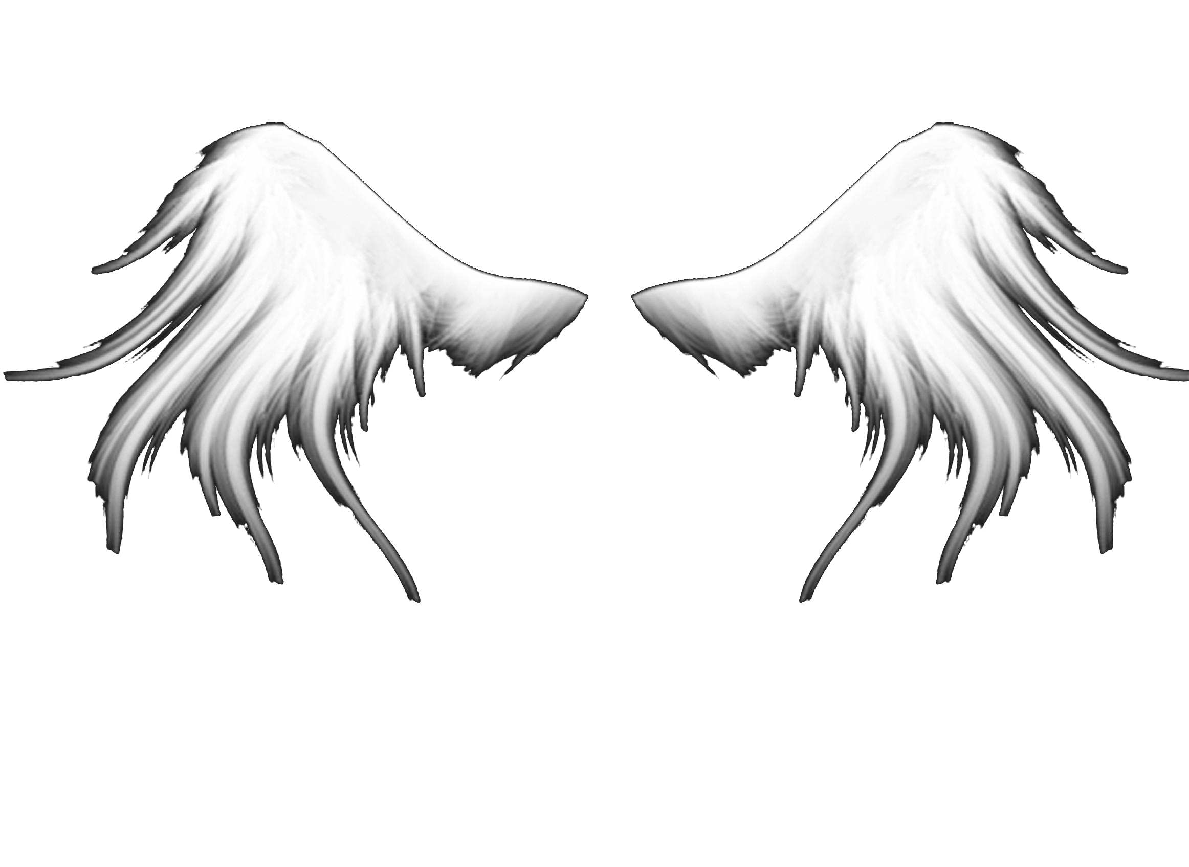 Пегас без крыльев. Крылья ангела для фотошопа. Наклейка крыло. Крыло Пегаса на белом фоне.