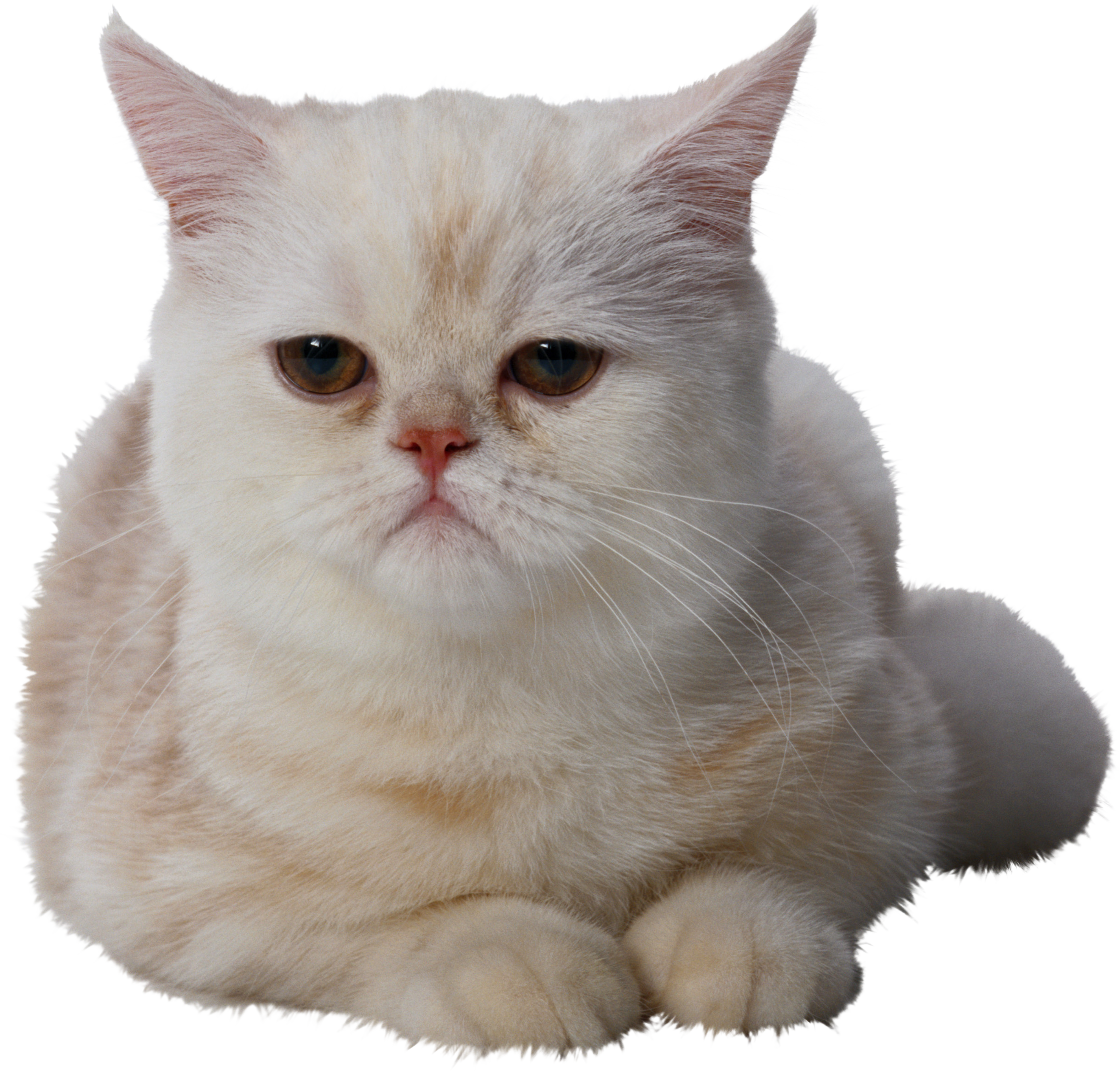 Фото из png в jpg. Кошка на белом фоне. Кот на прозрачном фоне. Кошка на прозрачном фоне. Котик на белом фоне.