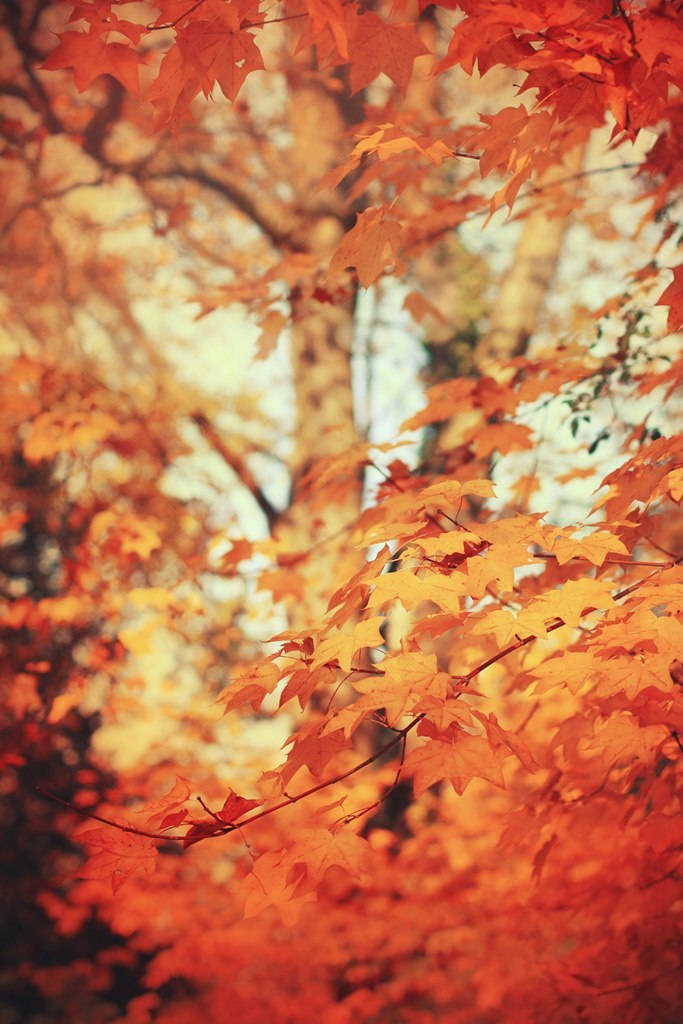 Фон Для Фото Осенние Листья