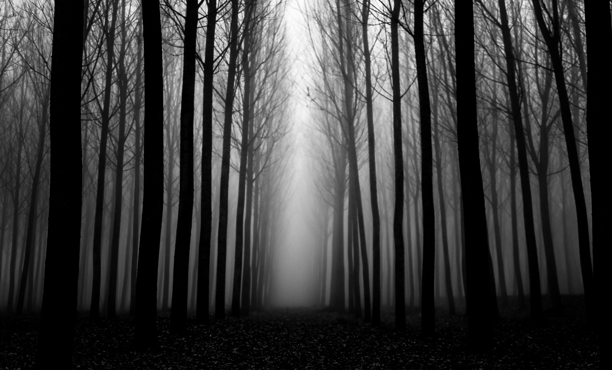 Темне т. Темный лес. Мрачный лес. Темные леса. Мрачный фон.