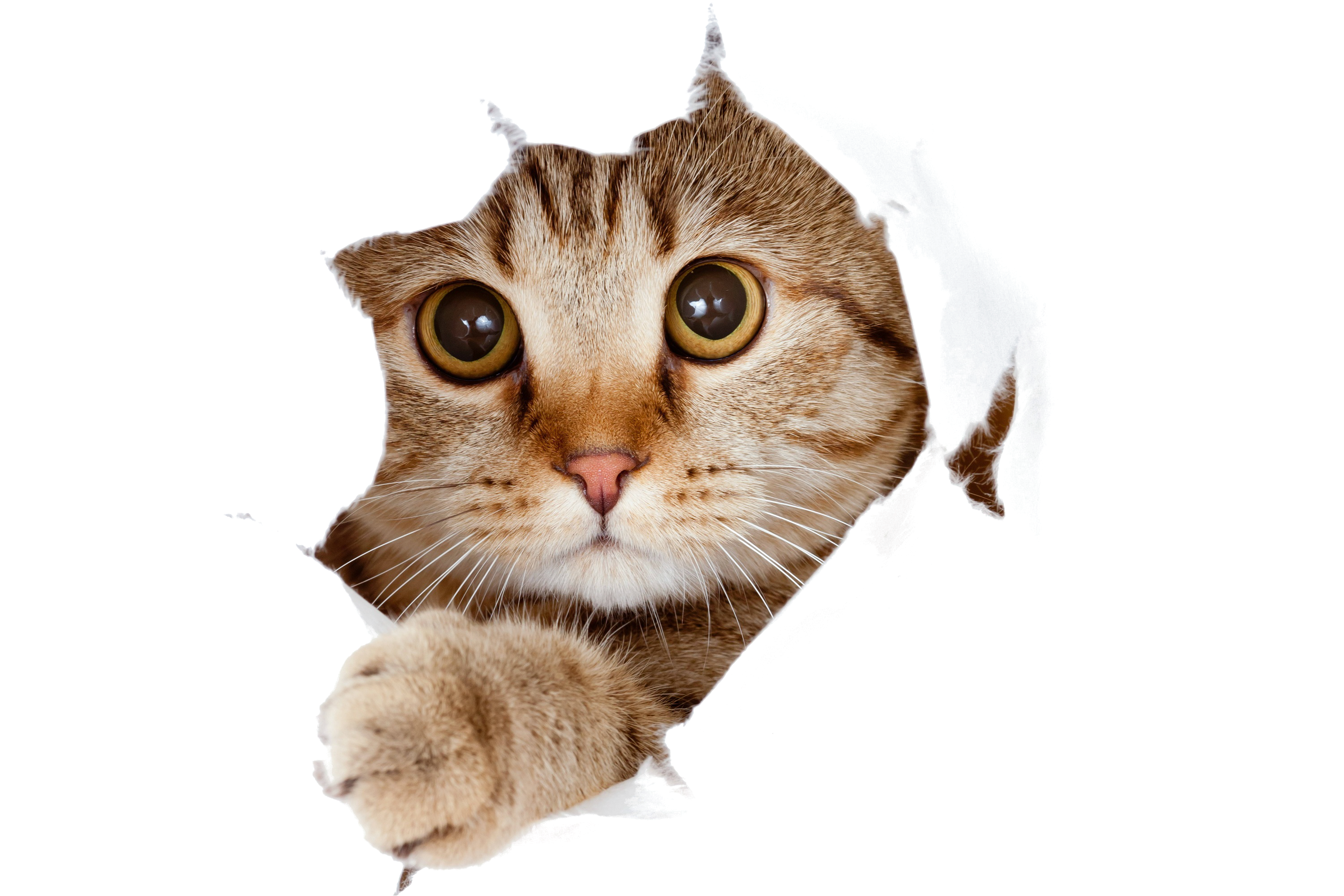 Выглядывающая кошка