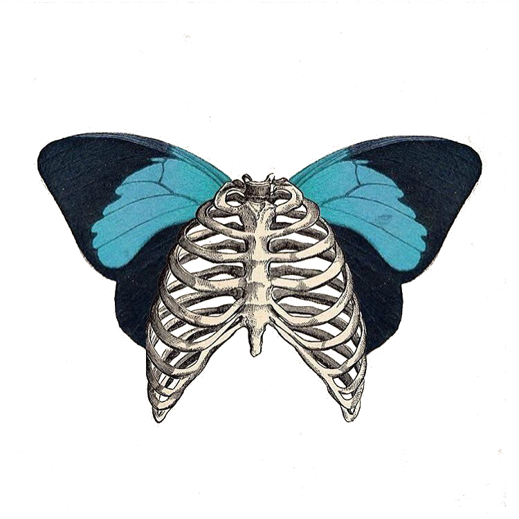 Рентген бабочки. Скелет с бабочками в животе. Бабочки на ребрах. Скелет бабочки