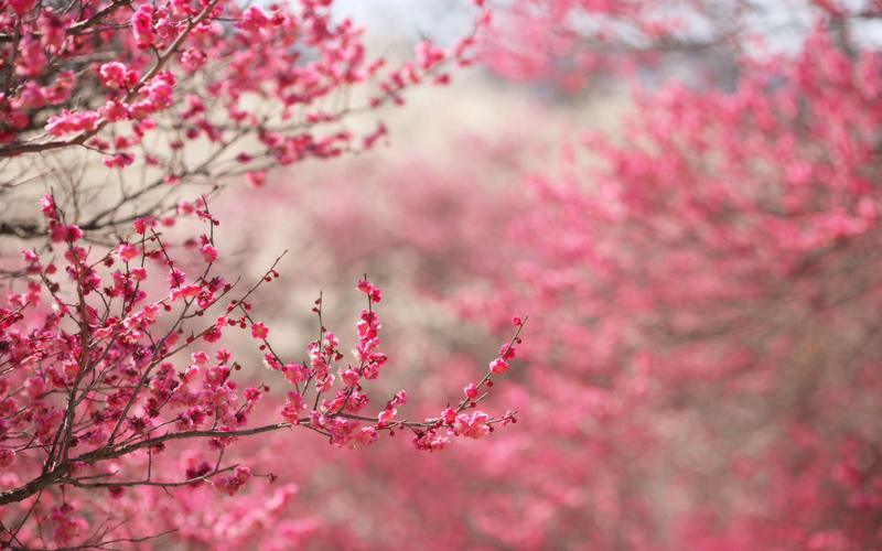 Полу-цветущие ветви дерева бесплатно