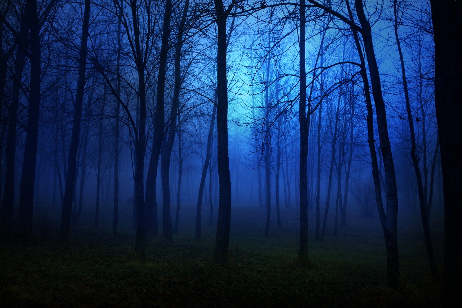 ночной лес бесплатно
