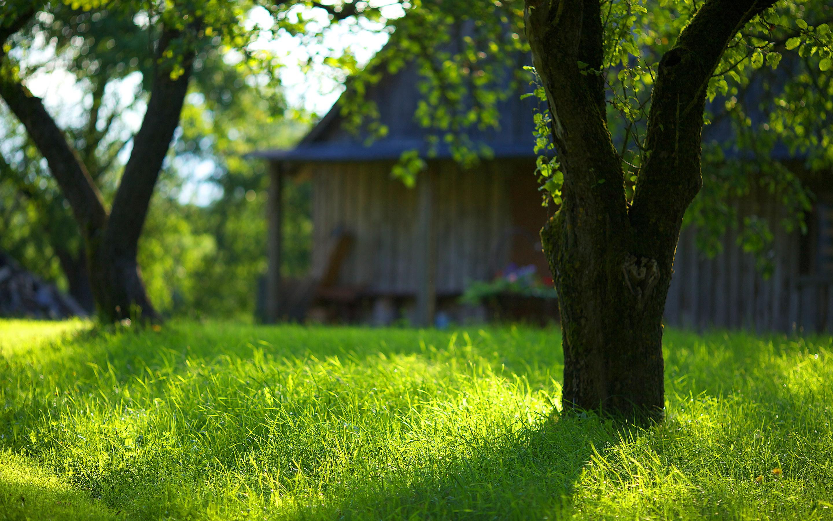 лужайка зелень трава фокус домик машинка без смс