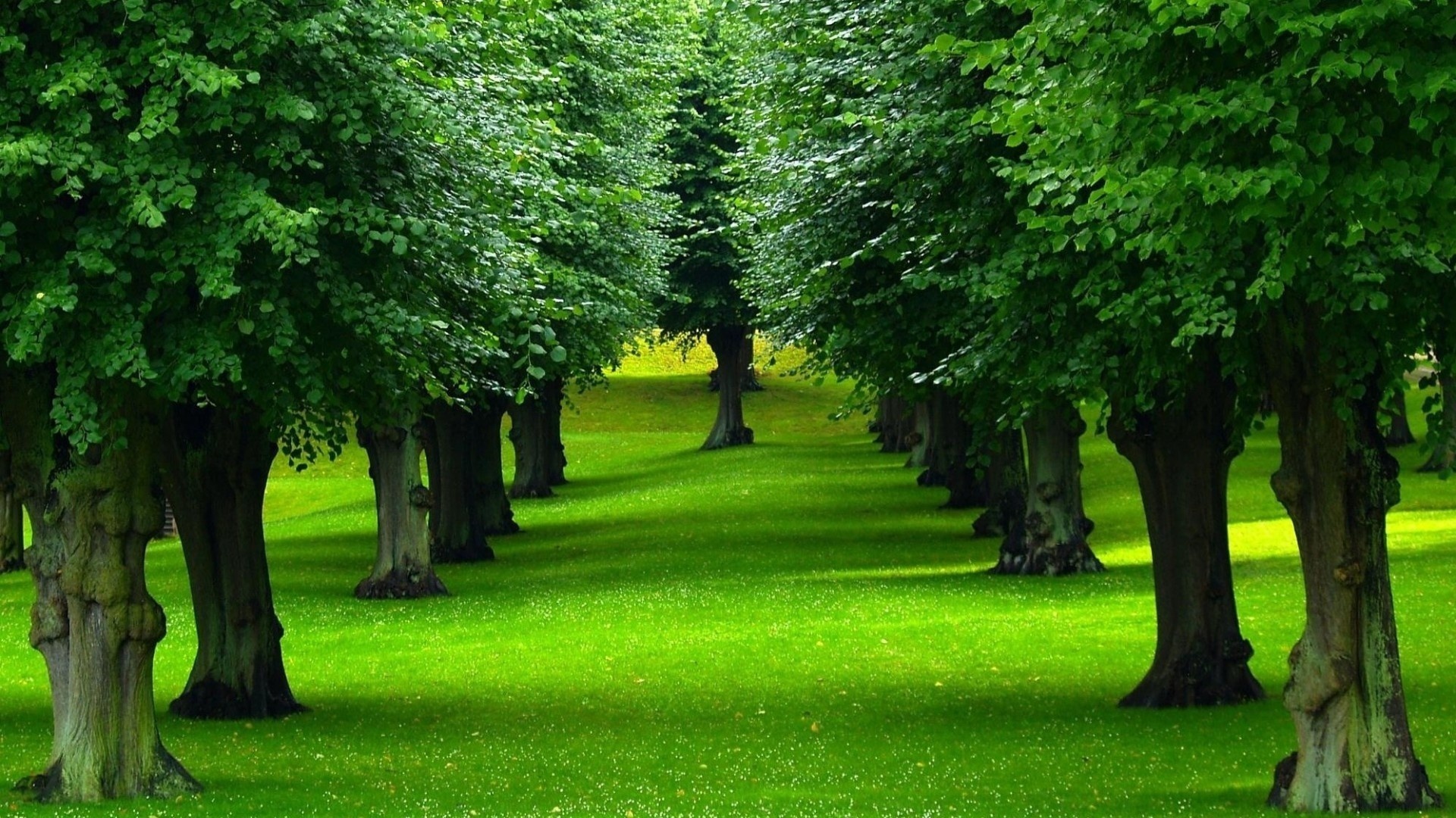 Слайд парк. Зеленая природа. Дерево зеленое. Красивое дерево. Красивая зелень.