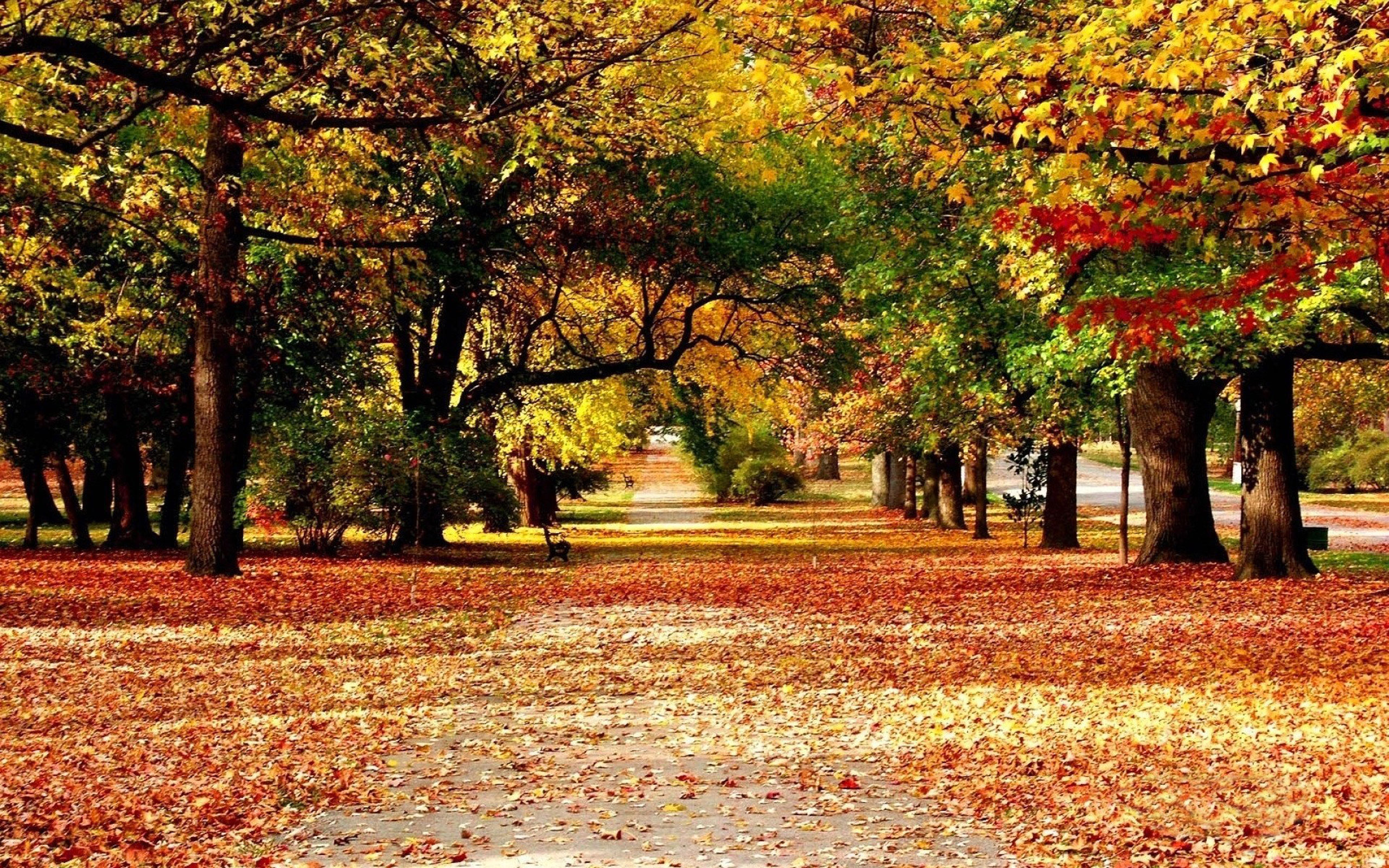 Картинки осени на рабочий. Осень. Заставка на рабочий стол природа осень. Природа осень парк.