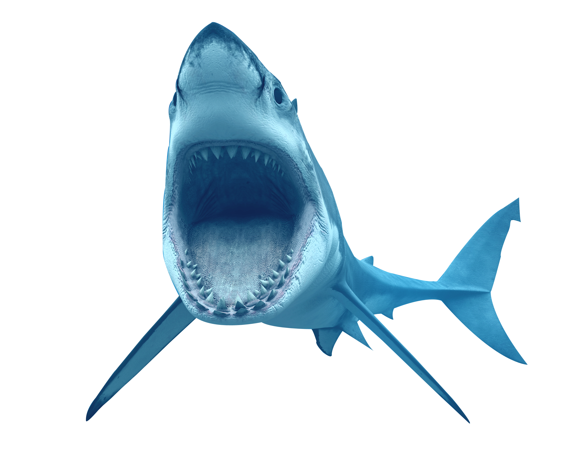 Наклейка акула PNG - AVATAN PLUS