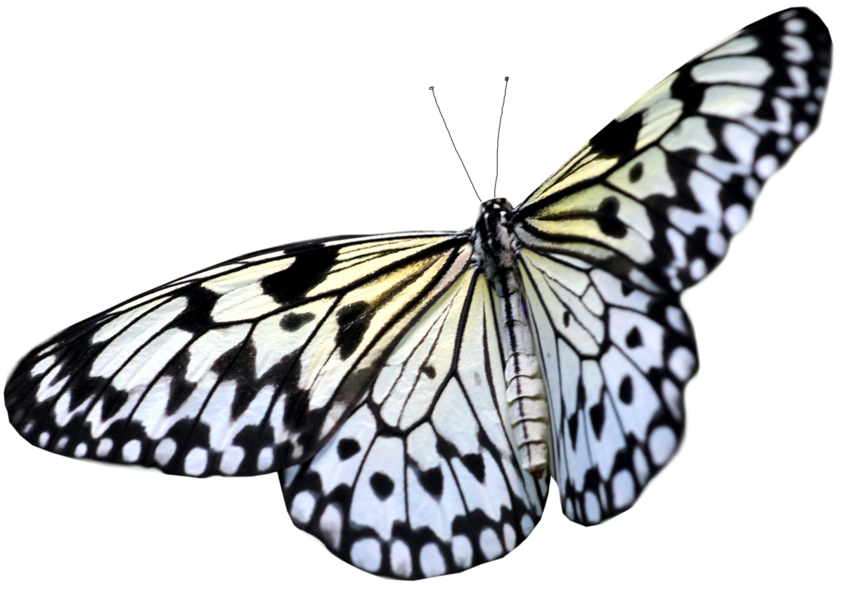 Наклейка Белая бабочка PNG - AVATAN PLUS