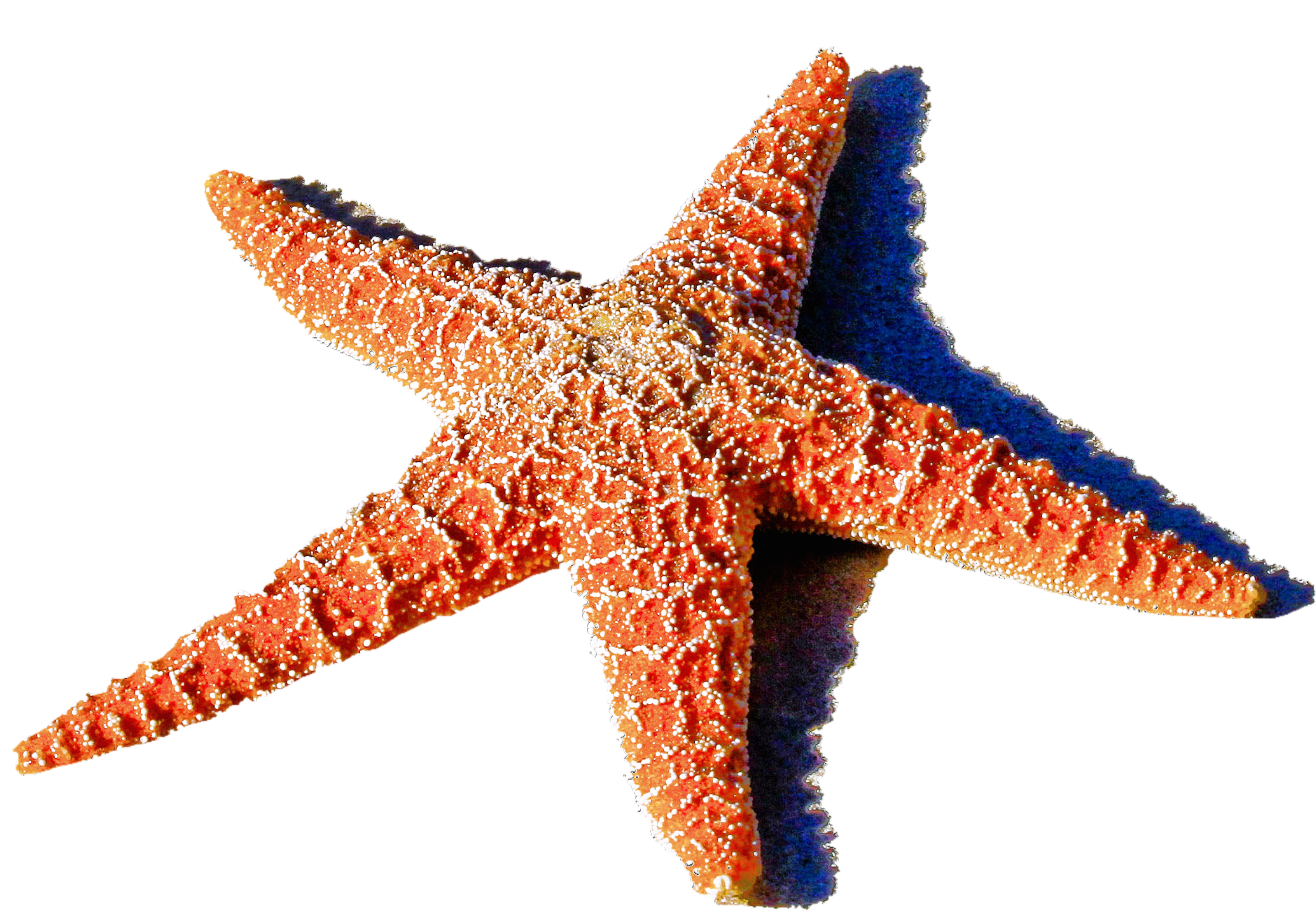 Морские звезды без. Морская звезда. Морская звезда на белом фоне. Рыба морская звезда. Морская звезда на прозрачном фоне.