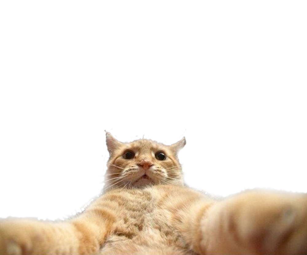 Наклейка оранжевый кот