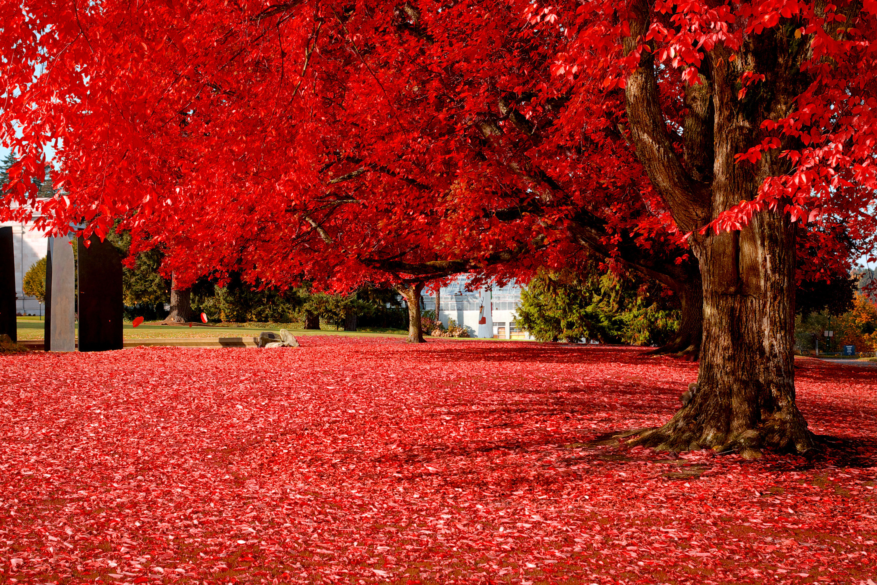 Величественными багряными. Клен канадский красный. Ред Аутумн. Красная осень. Красный цвет в природе.