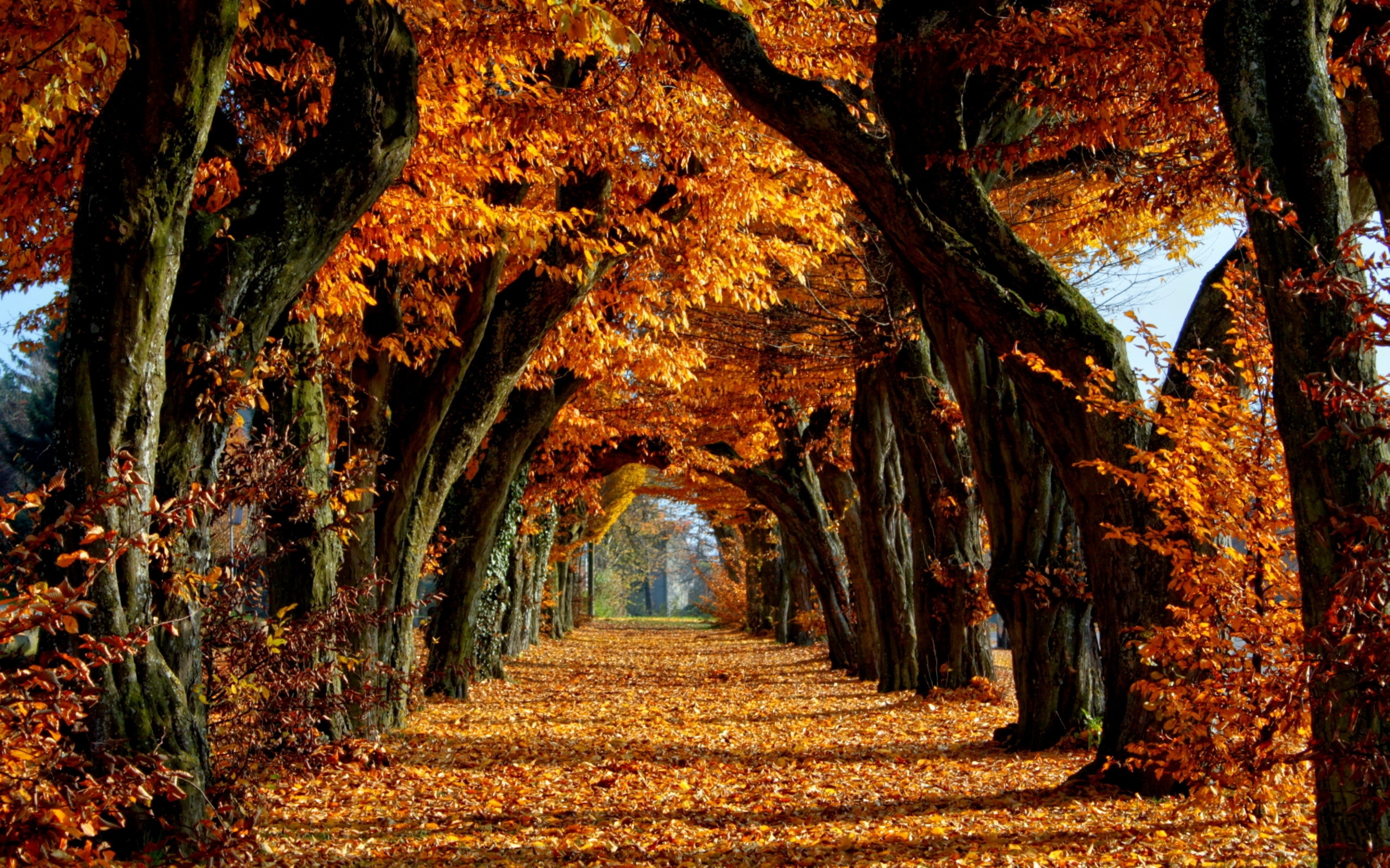 Куз н. Красивая осень. Осень аллея. Красивый осенний лес. Золотая осень.